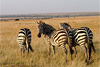 Тур в Кению. Национальные парки Кении и Танзании и остров Занзибар