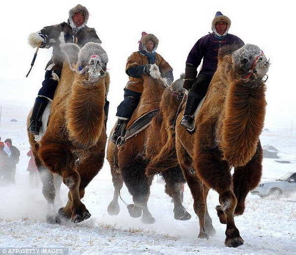 Монголия. Плачущая верблюдица