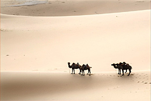 Тур в пустыню гоби