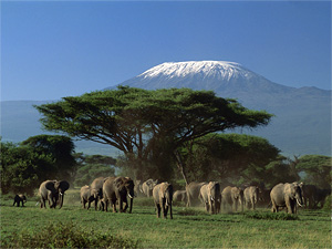 Тур в Кению. Сафари. Африка