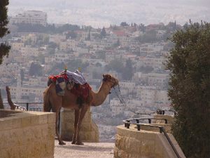 туры в израиль