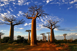 Тур на Мадагаскар, Африка