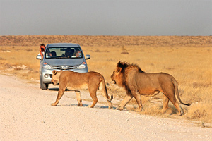 Тур в Намибию и Ботсвану. Сафари