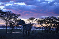 Активный тур в Кению, Танзанию и Уганду