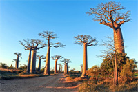 Тур на Мадагаскар, Африка