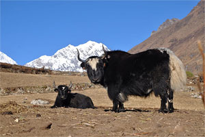 Тур в Непал. Трекинг вокруг Манаслу
