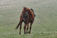 конные туры +на кавказ